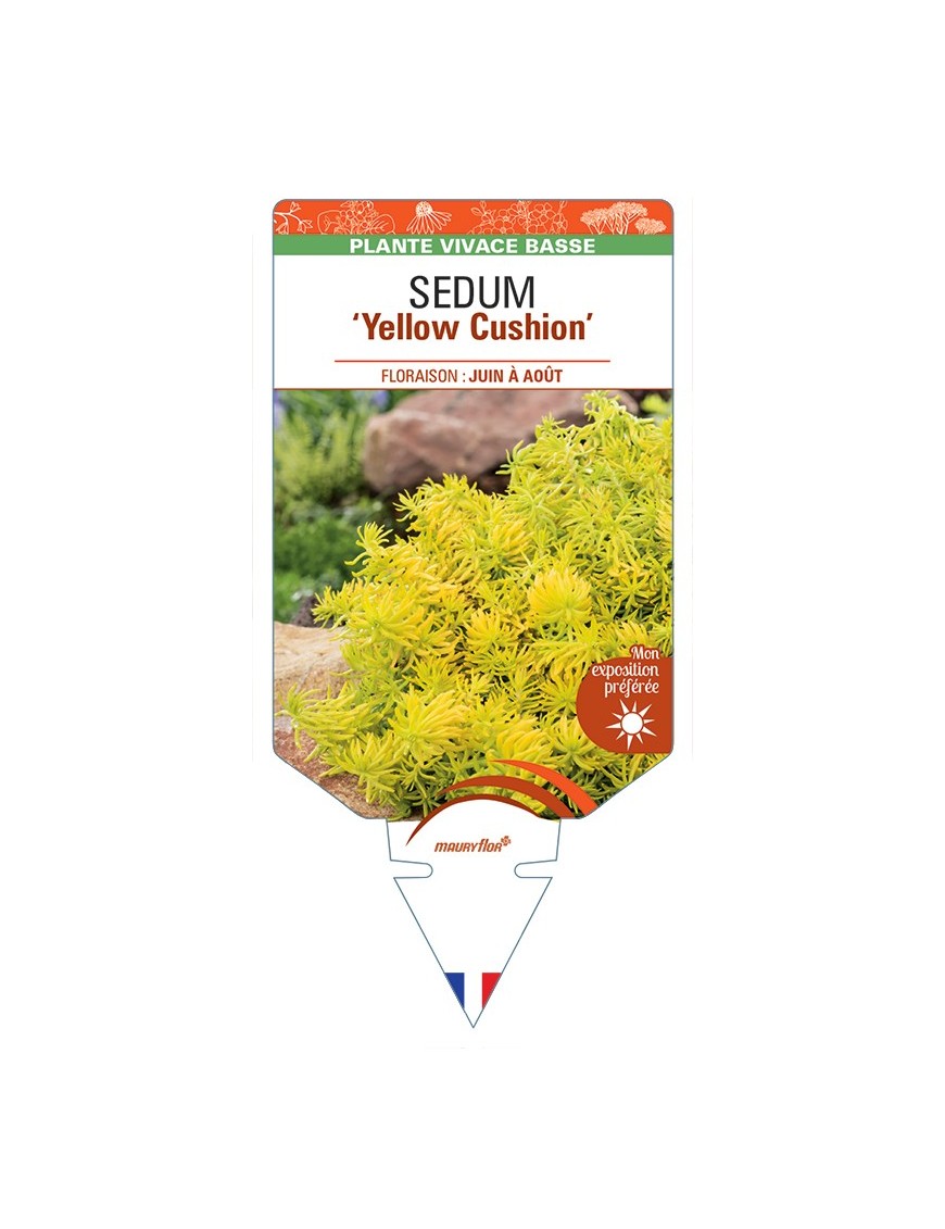 SEDUM (reflexum) Yellow Cushion