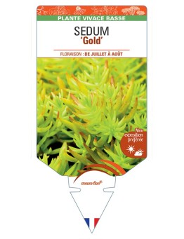 SEDUM (sediforme) Gold