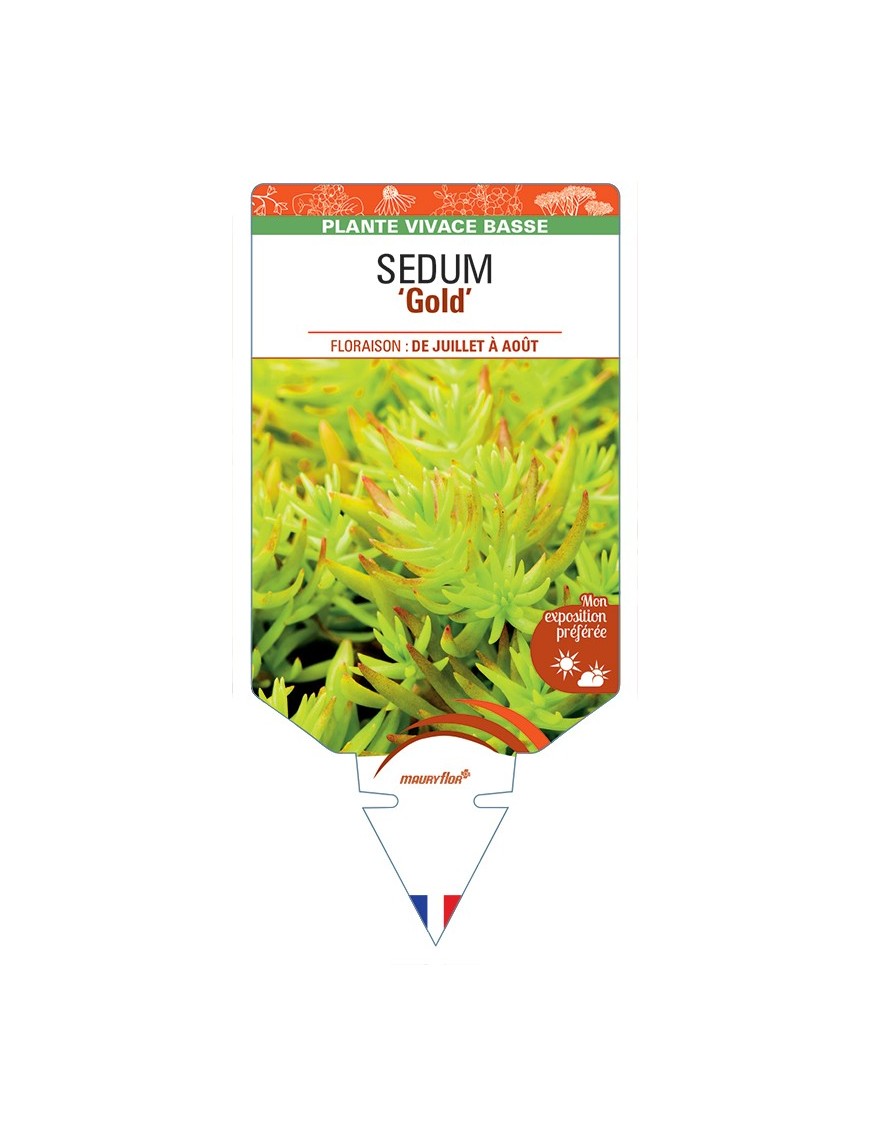SEDUM (sediforme) Gold