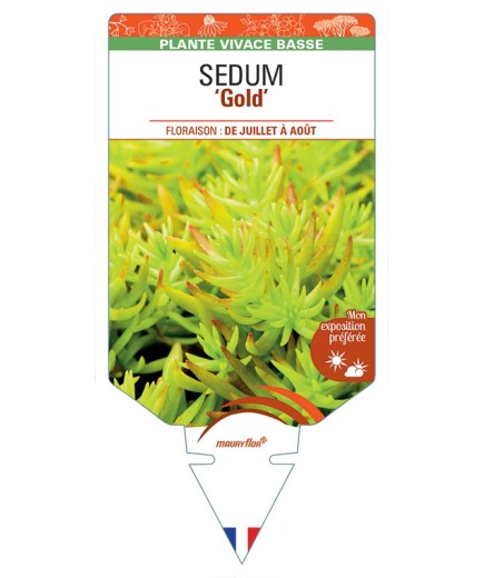 SEDUM (sediforme) Gold