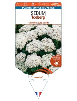 SEDUM (spectabile) Iceberg