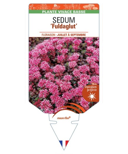 SEDUM (spurium) Fuldaglut