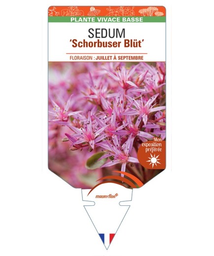 SEDUM (spurium) Schorbuser Blüt