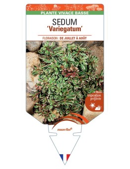 SEDUM (spurium) Variegatum