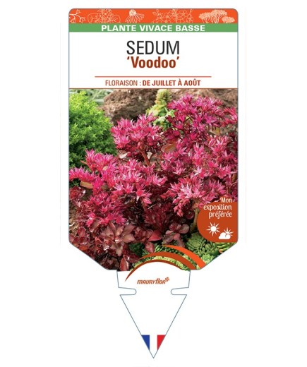 SEDUM (spurium) Voodoo