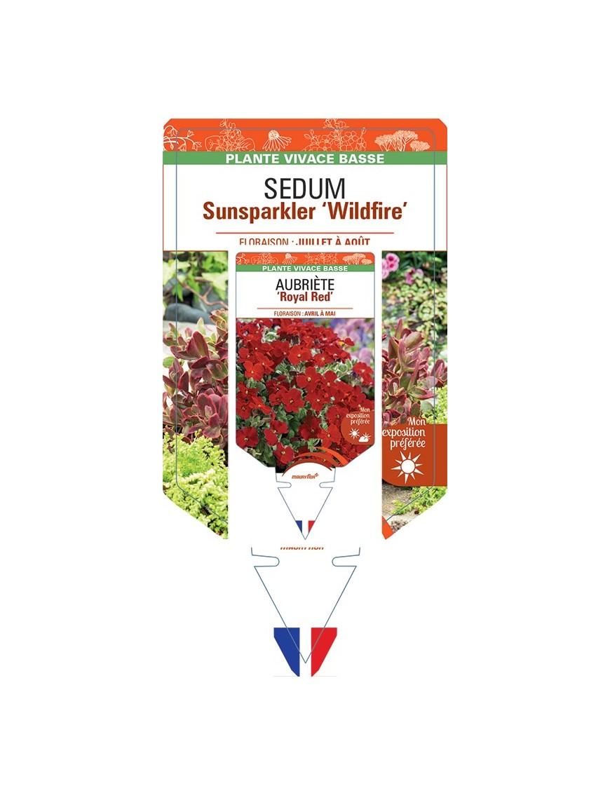SEDUM SUNSPARKLER 'Wildfire'
