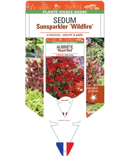SEDUM SUNSPARKLER 'Wildfire'