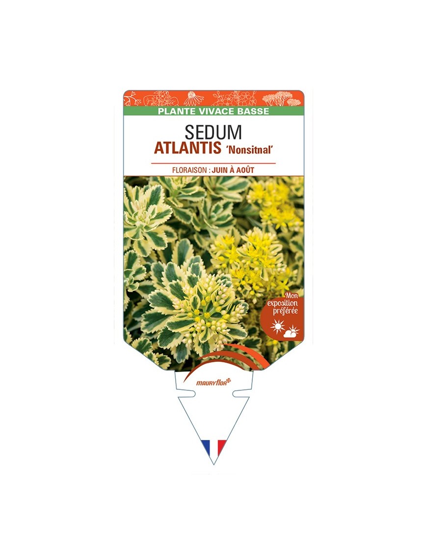 SEDUM (takesimense) ATLANTIS Nonsitnal
