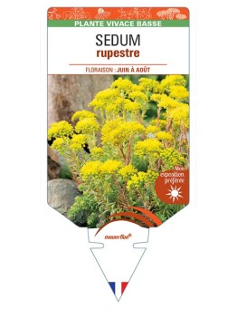 SEDUM rupestre (jaune) *
