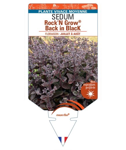 SEDUM (telephium) Rock‘N Grow® Back in Black