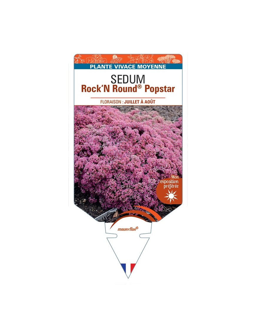 SEDUM (telephium) Rock‘N Round® Popstar