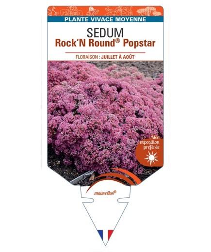 SEDUM (telephium) Rock‘N Round® Popstar