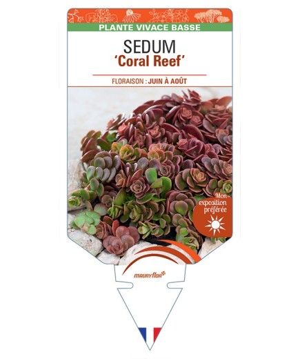 SEDUM (tetractinum) Coral Reef