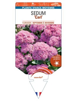 SEDUM Carl