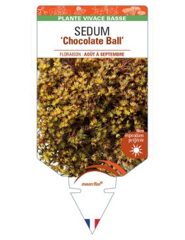 SEDUM Chocolate Ball