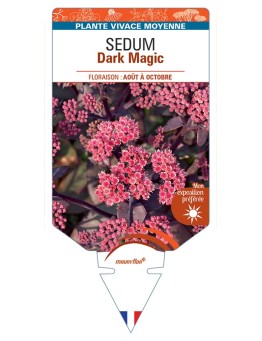 SEDUM Dark Magic