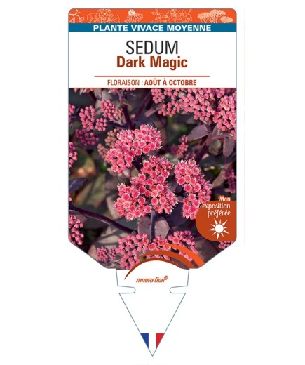 SEDUM Dark Magic