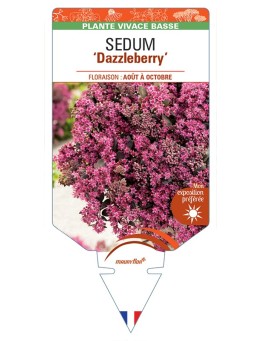 SEDUM Dazzleberry