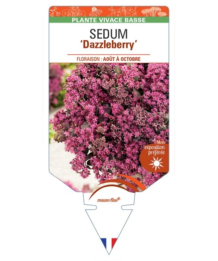 SEDUM Dazzleberry