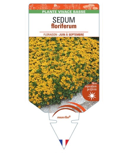 SEDUM FLORIFERUM