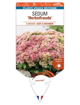 SEDUM Herbstfreude