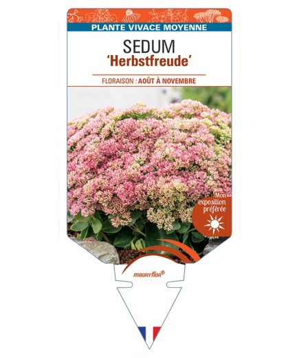 SEDUM Herbstfreude
