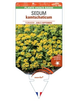 SEDUM kamtschaticum (jaune)