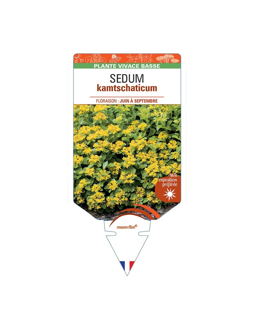 SEDUM kamtschaticum (jaune)