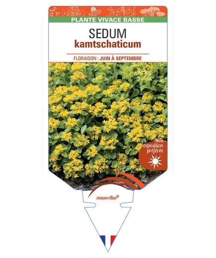SEDUM kamtschaticum (jaune)