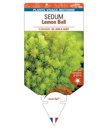 SEDUM Lemon Ball