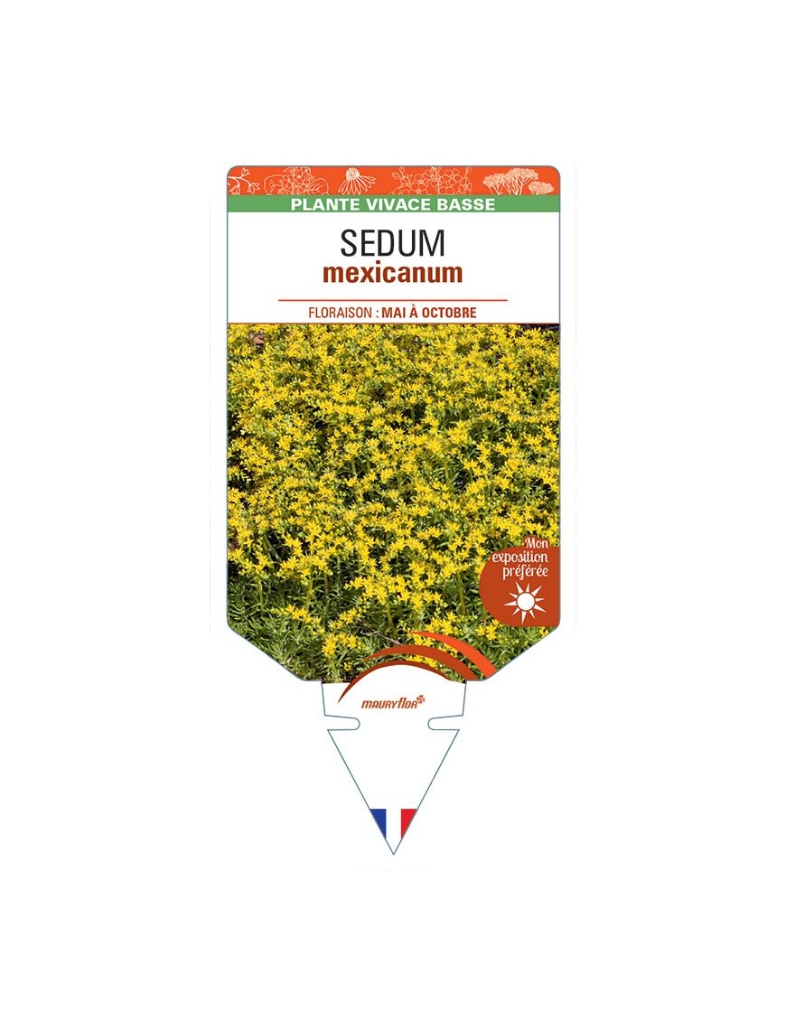 SEDUM mexicanum