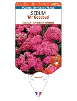 SEDUM Mr Goodbud