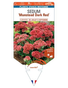 SEDUM Munstead Dark Red