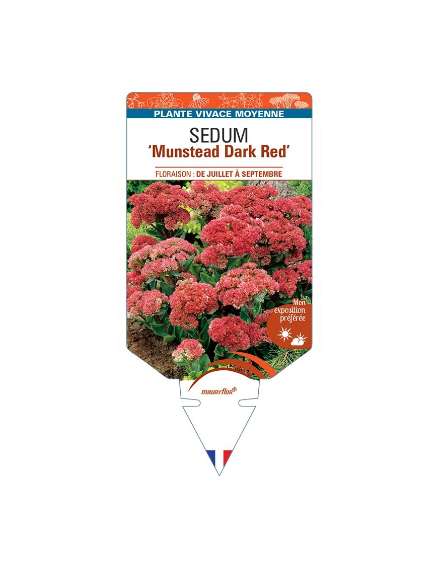 SEDUM Munstead Dark Red