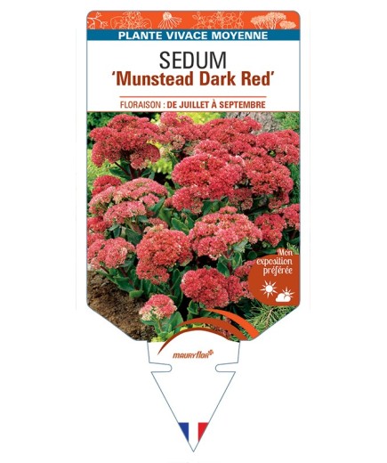 SEDUM Munstead Dark Red