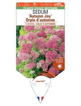 SEDUM (spectabile) 'Autumn Joy' Orpin d’automne (rouge) *