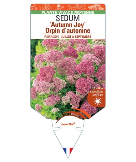 SEDUM (spectabile) 'Autumn Joy' Orpin d’automne (rouge) *