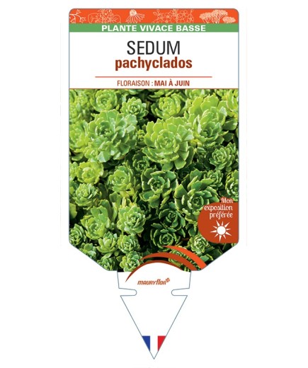 SEDUM pachyclados