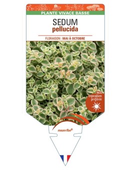 SEDUM pellucida
