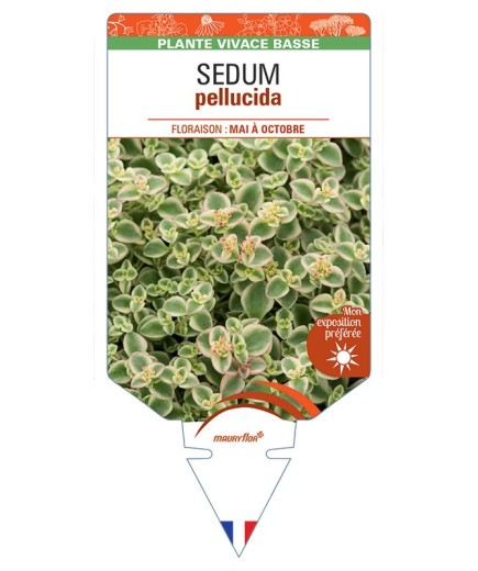 SEDUM pellucida