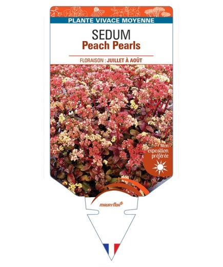 SEDUM Peach Pearls