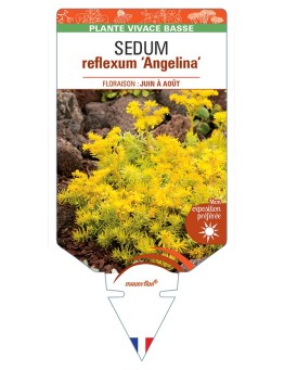 SEDUM reflexum Angelina