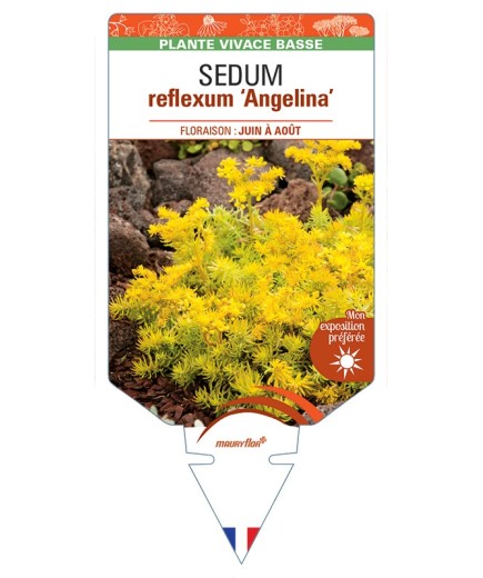 SEDUM reflexum Angelina