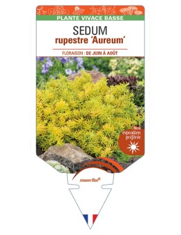 SEDUM rupestre Aureum