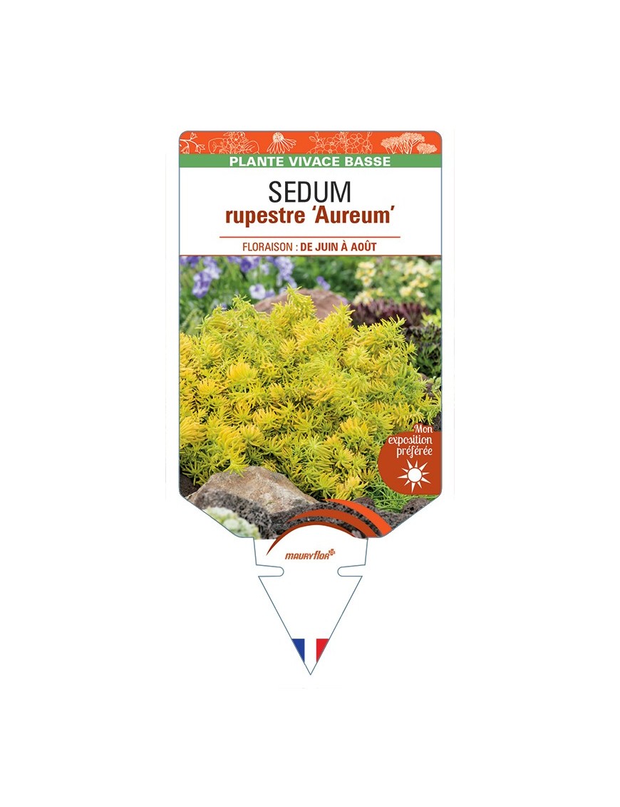 SEDUM rupestre Aureum