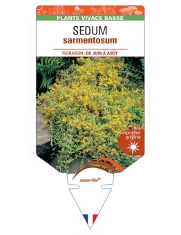SEDUM sarmentosum