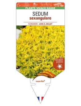 SEDUM sexangulare