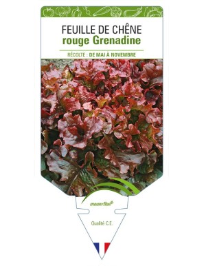 Feuille de Chêne rouge Grenadine (Laitue)