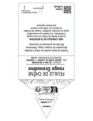 Feuille de Chêne rouge Grenadine (Laitue)