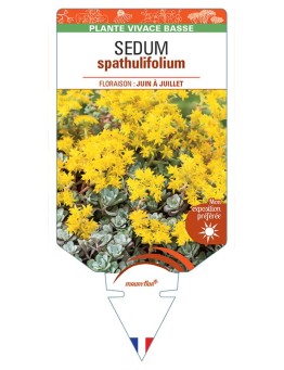 SEDUM SPATHULIFOLIUM